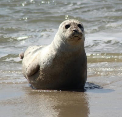 A seal rests on the sandy beach