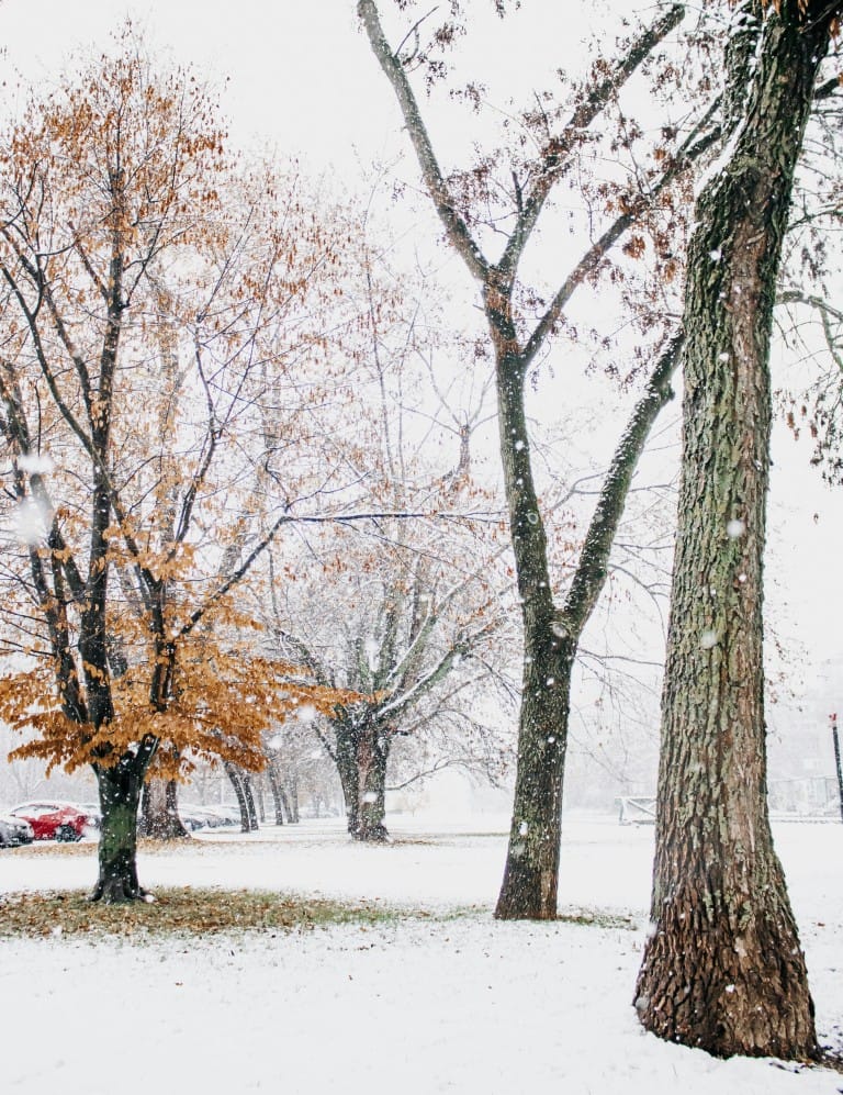 Berwick Farmers Market